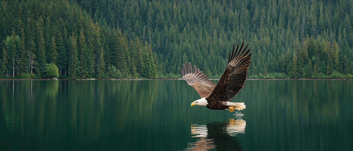 Free stock image Bald eagle flying low over a calm forest lake with wings spread wide and reflection visible on the water.