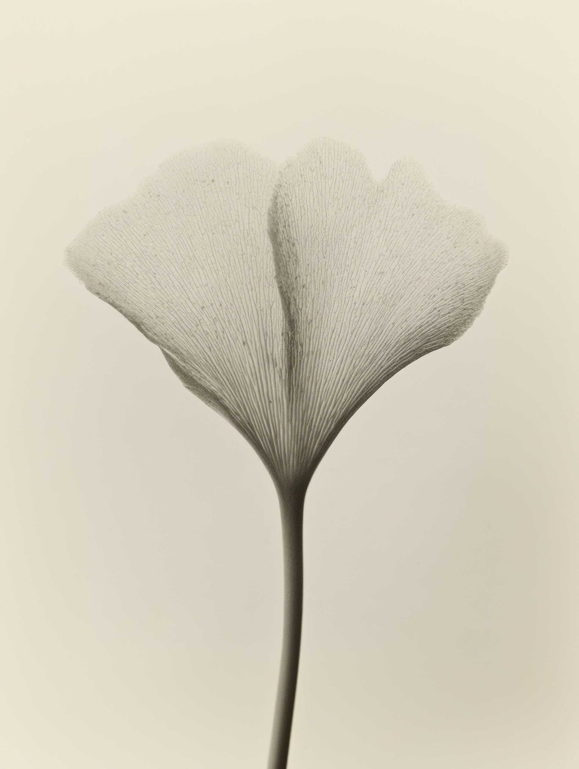 Visual Feast of Nature