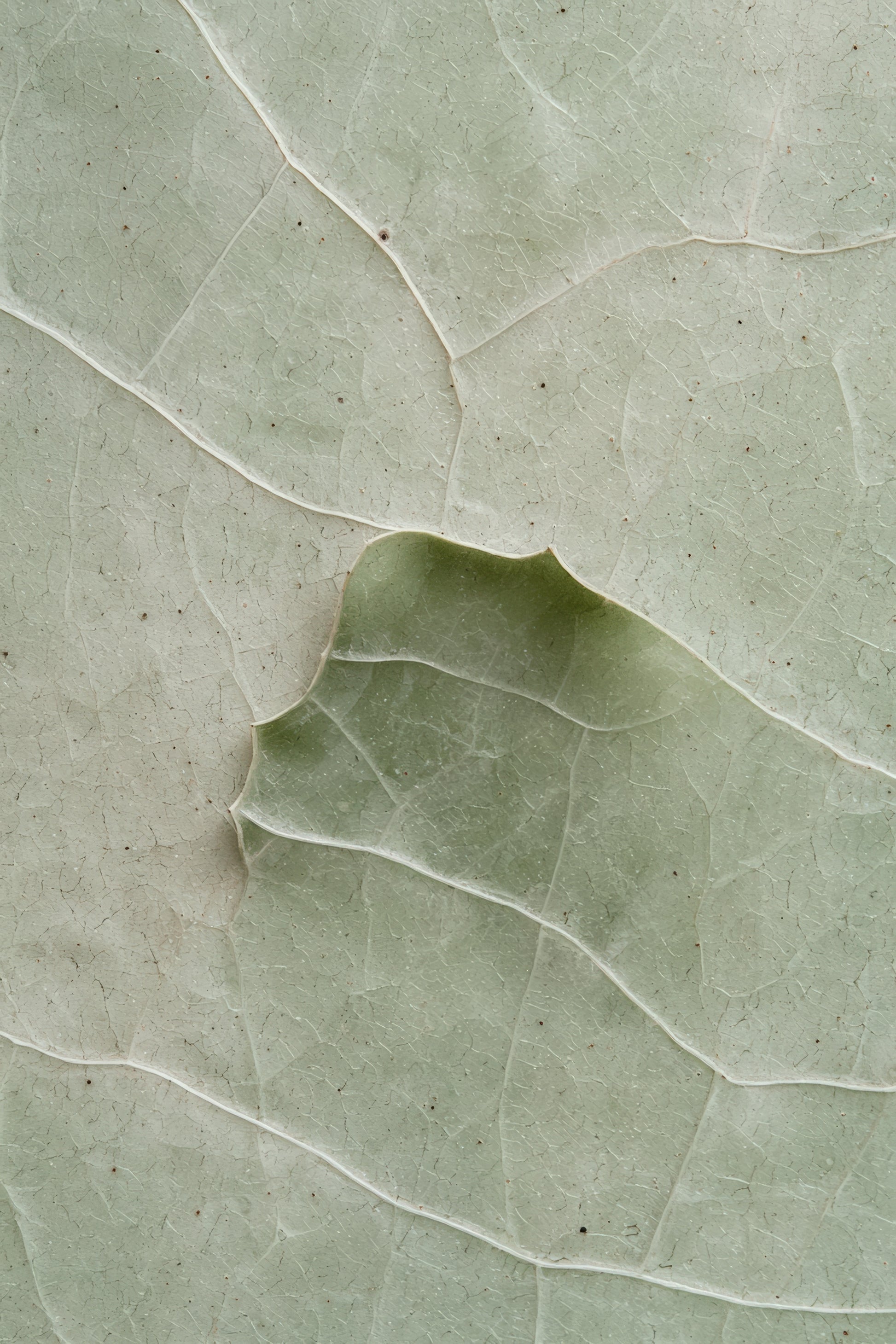 Visual Feast of Nature